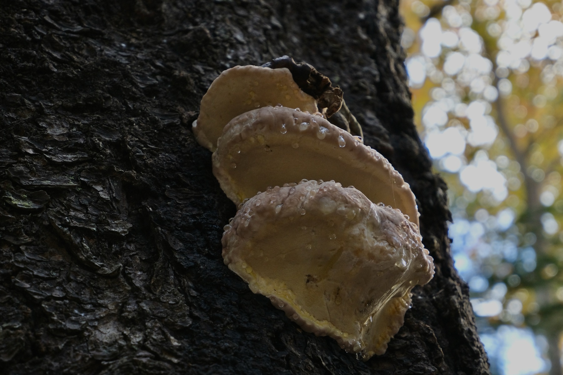 Mushroom growing on tree bark