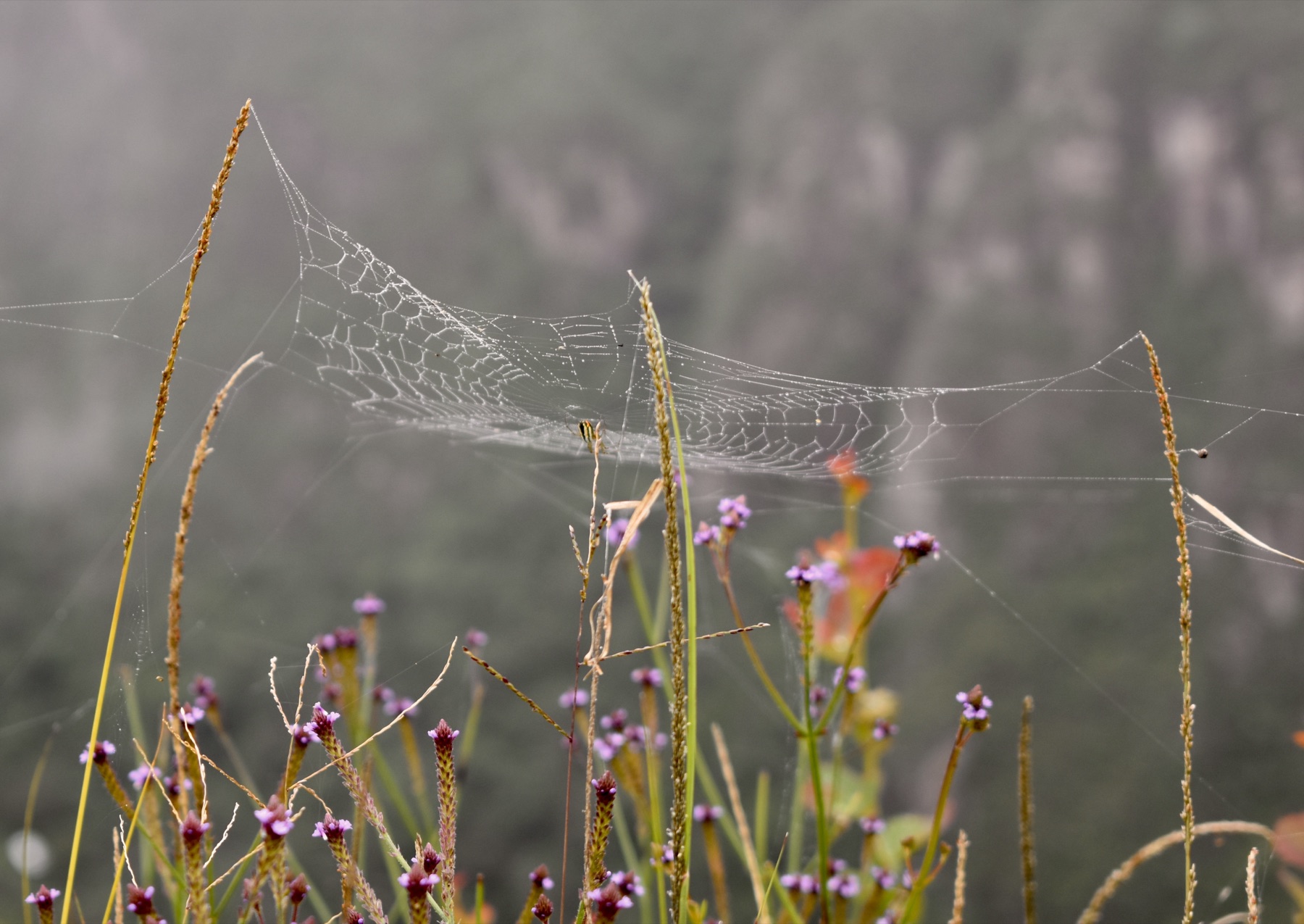 Spiderweb strung between wildflowers in fog