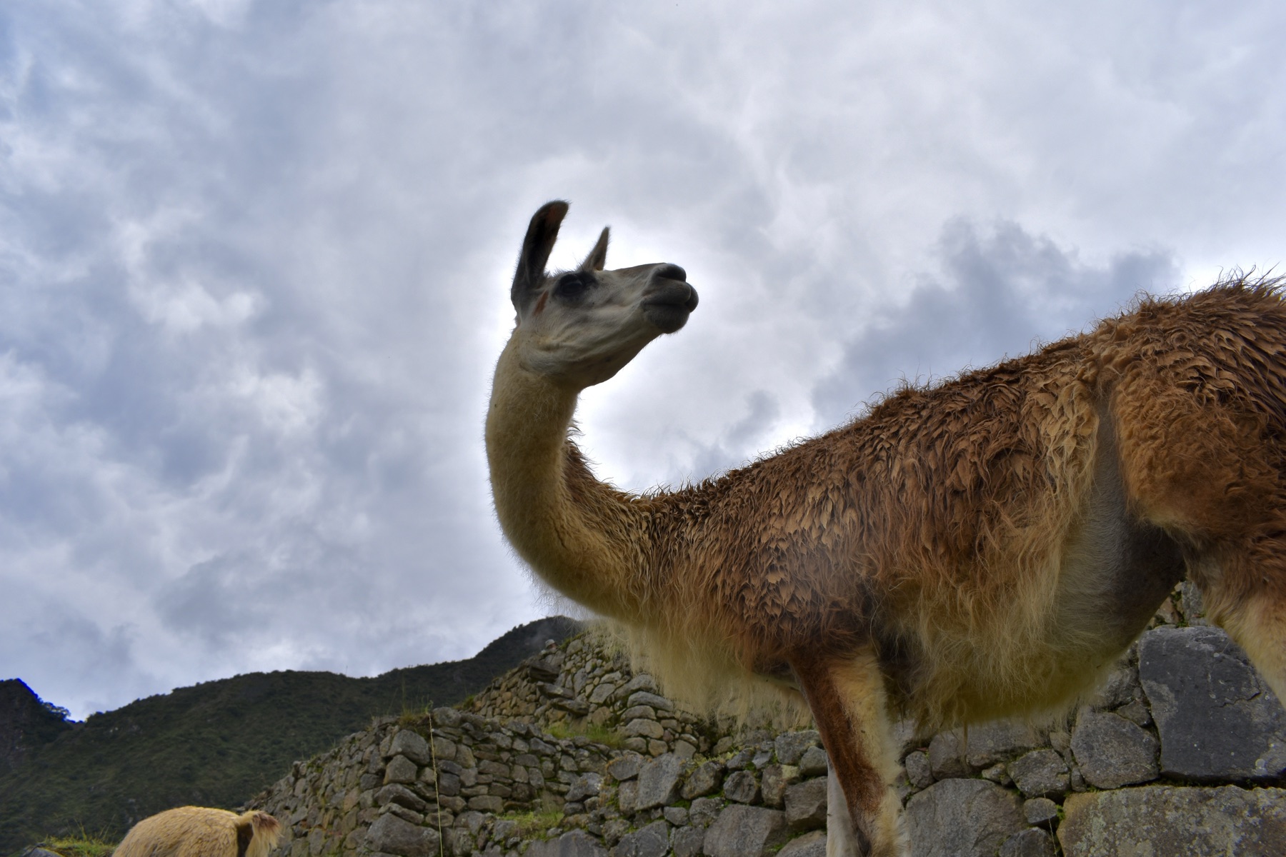 Llama at Machu Picchu ruins
