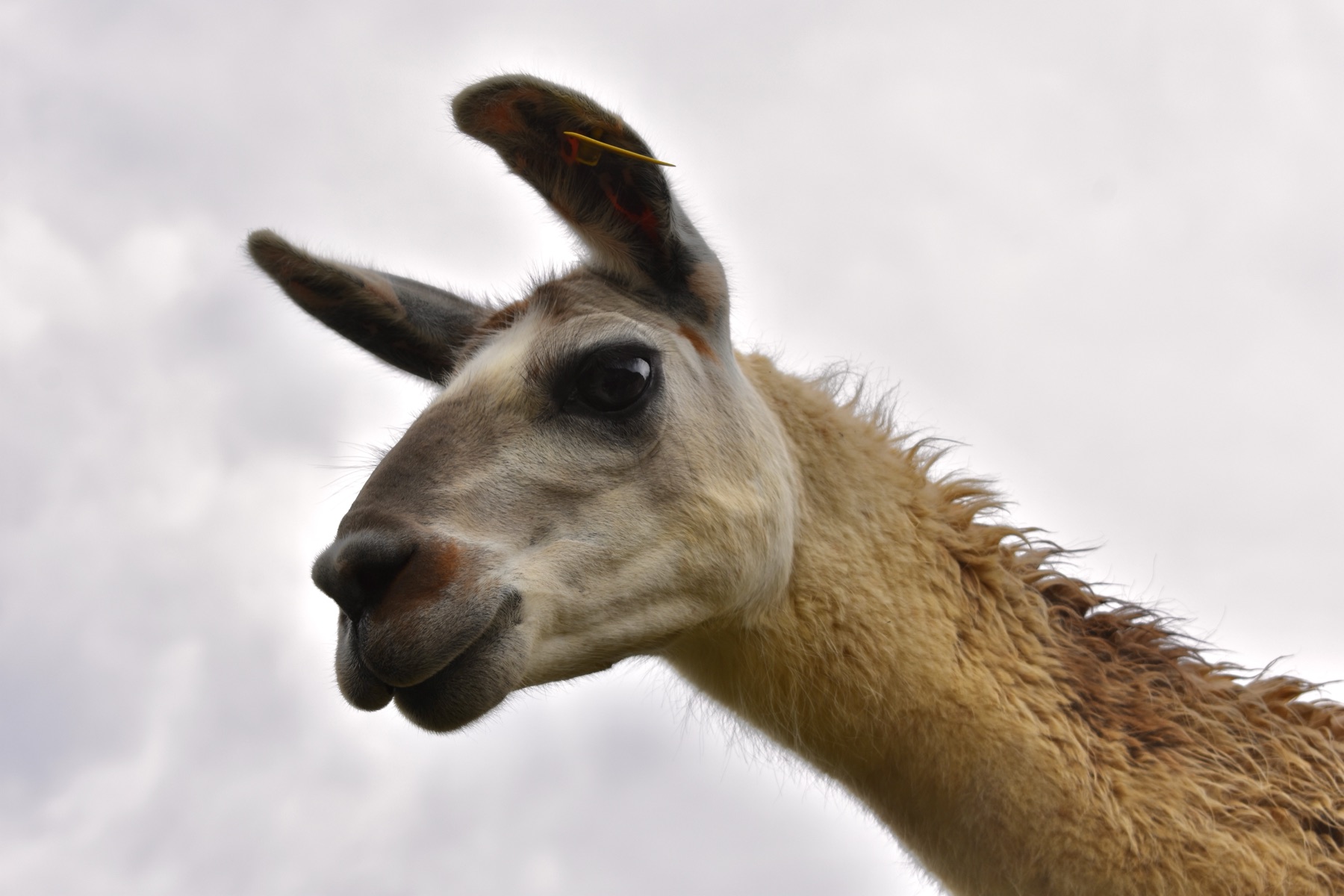 Close-up llama portrait