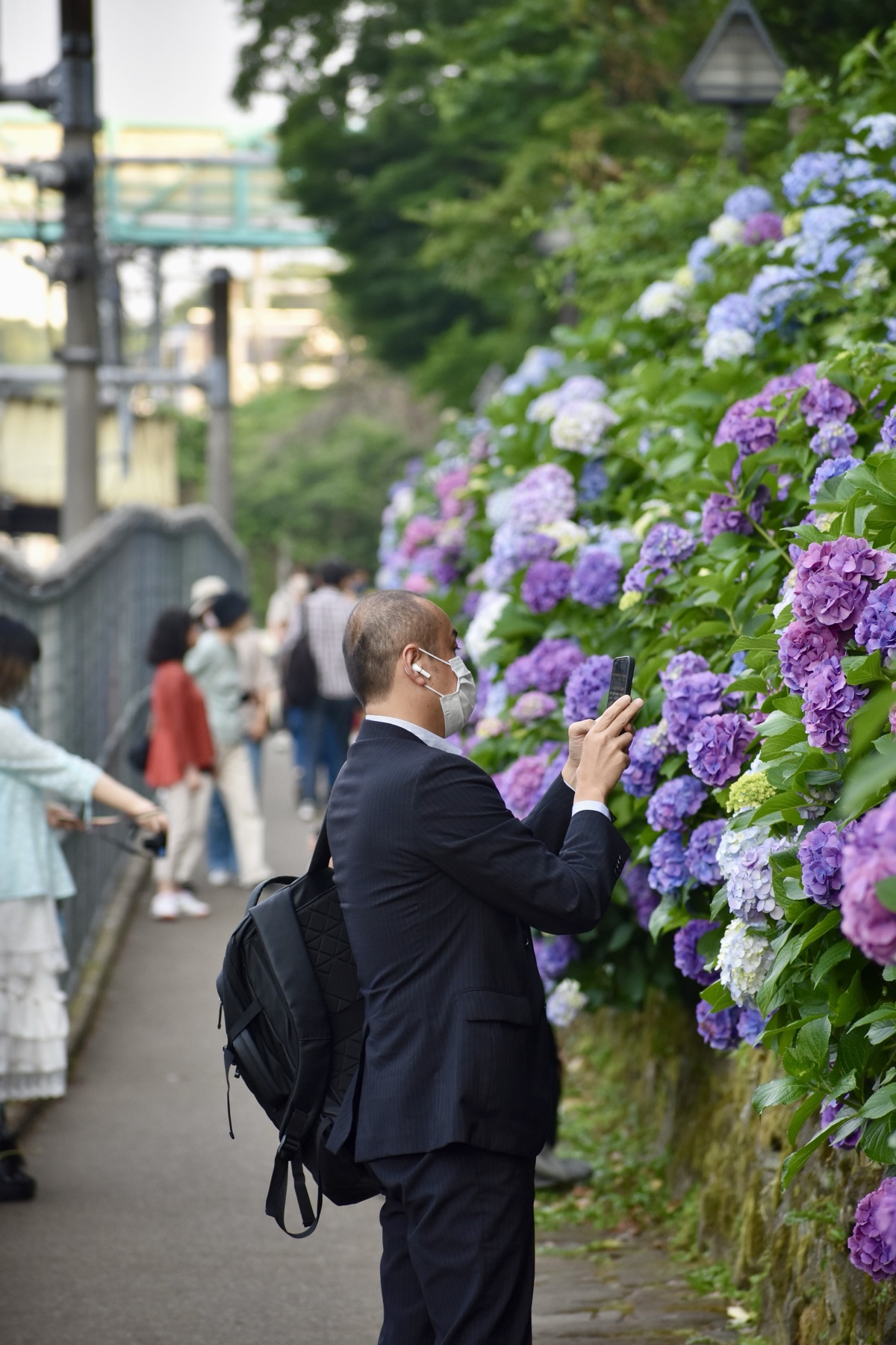 Man photographing hydrangeas, Japan